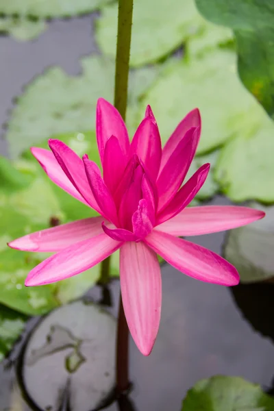 Lotus in the water Royalty Free Stock Photos