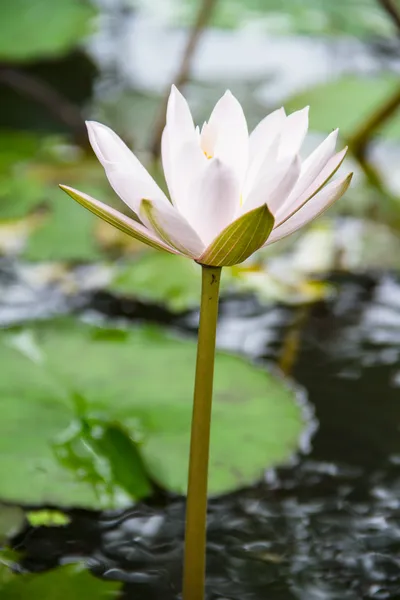 Lotus flower, beautiful lotus. — Stock Photo, Image