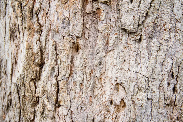Текстура старого дерева Візерунок тла — стокове фото