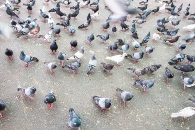 Kaya güvercini - columba livia.