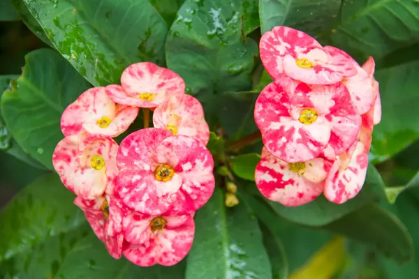 Euphorbia milii flores . — Foto de Stock