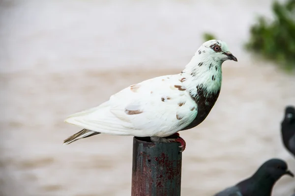 Rock dove portrait — Stock Photo, Image