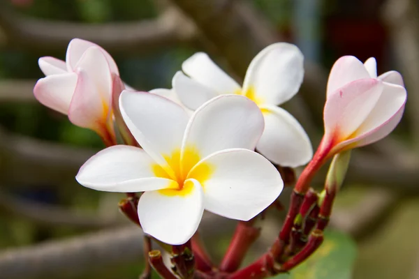 Plumeria nebo keře květiny — Stock fotografie