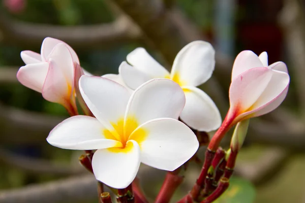 Plumeria eller frangipani blommor — Stockfoto
