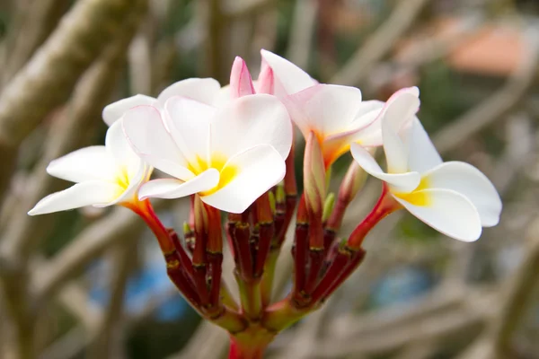 Plumeria nebo keře květiny — Stock fotografie