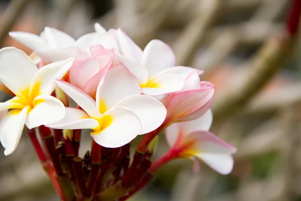 Flores de Plumeria o Frangipani — Foto de Stock