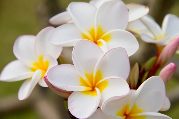 梅香或鸡蛋花的花 — 图库照片