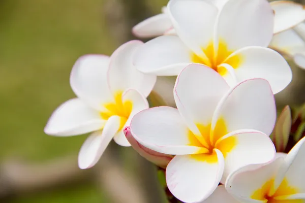 Flores de Plumeria o Frangipani —  Fotos de Stock