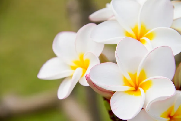 Plumeria nebo keře květiny — Stock fotografie