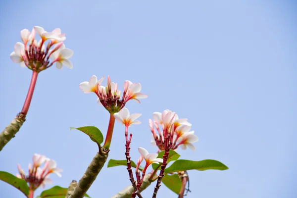 Plumeria nebo keře květiny — Stock fotografie