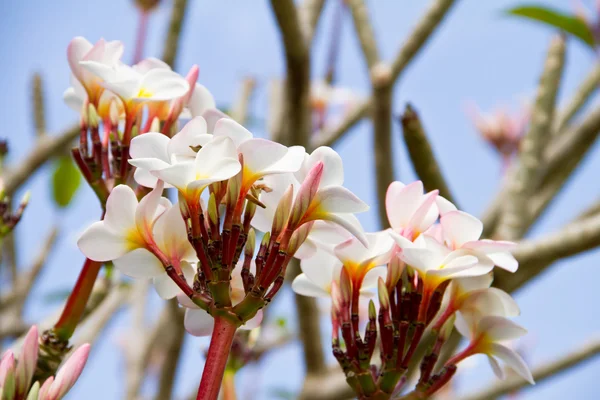 Plumeria nebo keře květiny — Stock fotografie