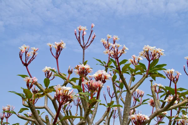 Plumeria or Frangipani flowers — Stock Photo, Image