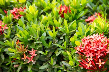 Batı Hindistan yasemin çiçeği