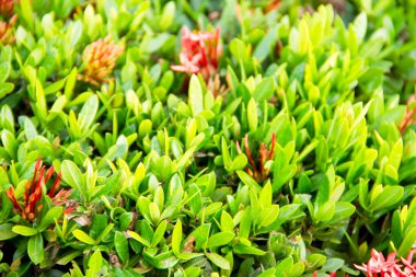 Batı Hindistan yasemin çiçeği