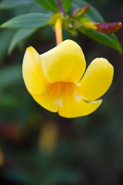Allamanda or golden trumpet , beautiful yellow flower isolated — Stock Photo, Image