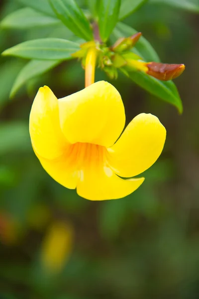 Allamanda or golden trumpet , beautiful yellow flower isolated — Stock Photo, Image