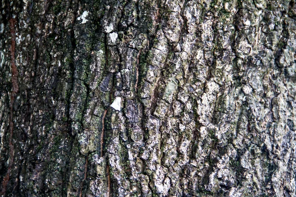 Textura da casca da árvore — Fotografia de Stock