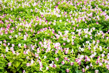 güzel bir çiçek bahçesinde mae fah luang bulun üzerinde doi tung, Tayland