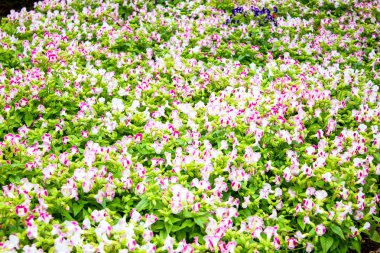 güzel bir çiçek bahçesinde mae fah luang bulun üzerinde doi tung, Tayland