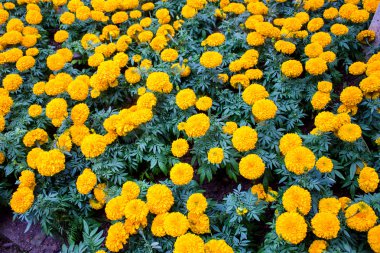 Marigold Çiçek bahçesinde mae fah luang, doi üzerinde bulun tung, Tayland