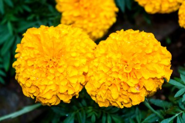 Marigold Çiçek bahçesinde mae fah luang, doi üzerinde bulun tung, Tayland