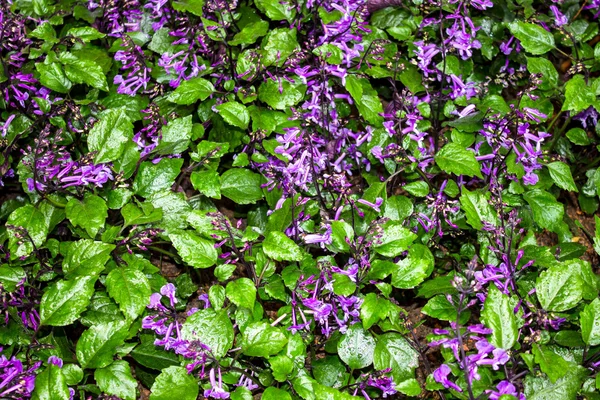 Hermosa flor en el jardín Mae Fah Luang, ubicado en Doi Tung, Tailandia —  Fotos de Stock