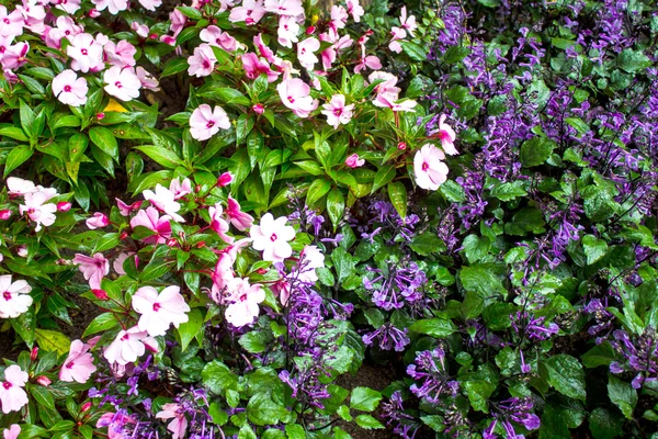 Hermosa flor en el jardín Mae Fah Luang, ubicado en Doi Tung, Tailandia — Foto de Stock