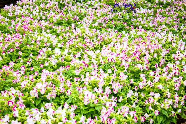 Hermosa flor en el jardín Mae Fah Luang, ubicado en Doi Tung, Tailandia —  Fotos de Stock