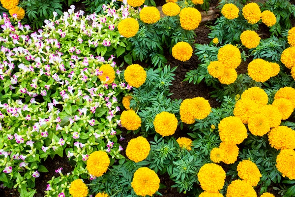 Ringelblume im mae fah luang garden, gelegen auf doi tung, thailand — Stockfoto