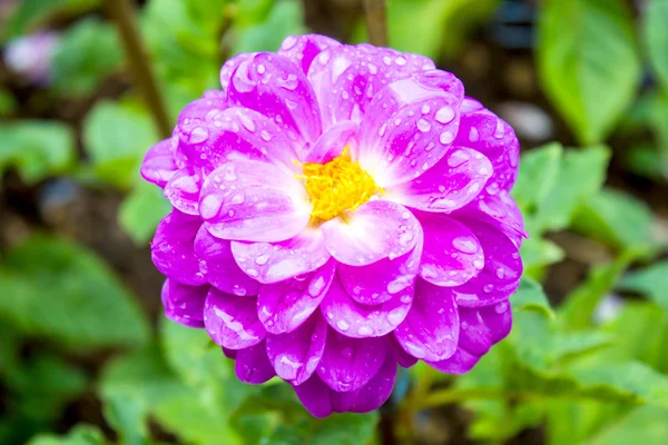 Dalias de jardín en Mae Fah Luang Garden, ubicadas en Doi Tung, Tailandia — Foto de Stock