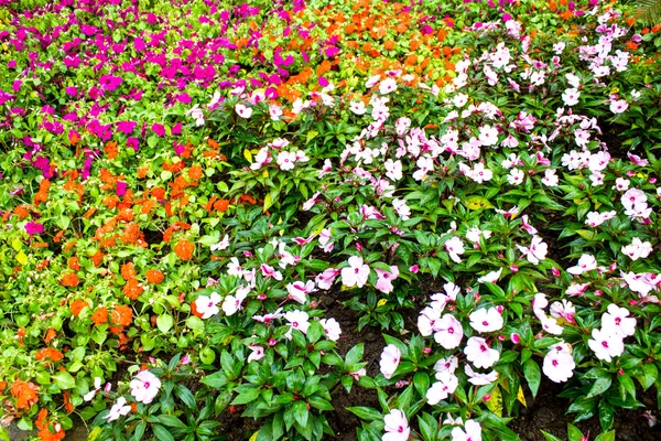 Bela flor no Mae Fah Luang Garden, localize em Doi Tung, Tailândia — Fotografia de Stock