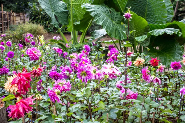 Zahradní Jiřiny v mae fah luang garden, vyhledejte na doi tung, Thajsko — Stock fotografie