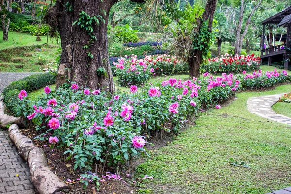 Jardin Mae Fah Luang, situé sur Doi Tung, province de Chiangrai, Thaïlande — Photo