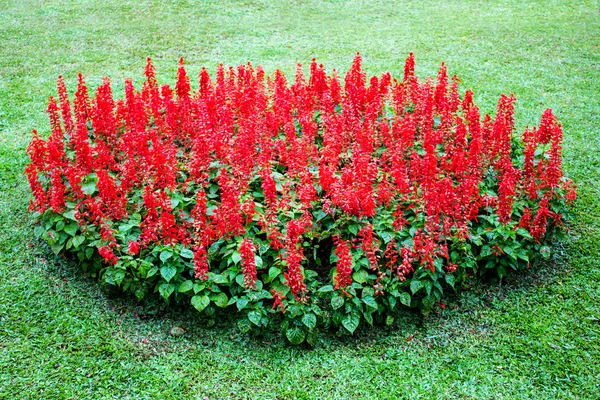 De bloem in mae fah luang garden, zoek op doi tung, thailand — Stockfoto