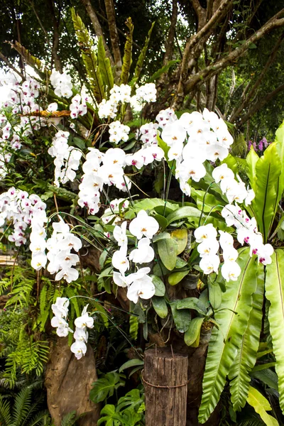 White orchid from Mae Fah Luang Garden,locate on Doi Tung,Thailand — Stock Photo, Image