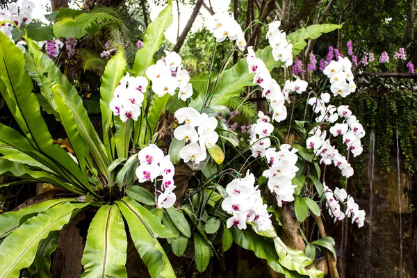 White orchid from Mae Fah Luang Garden,locate on Doi Tung,Thailand — Stock Photo, Image