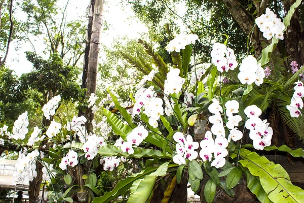 Orchidea bianca del Mae Fah Luang Garden, situata a Doi Tung, Thailandia — Foto Stock