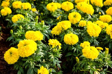 sarı çiçek, kadife çiçeği