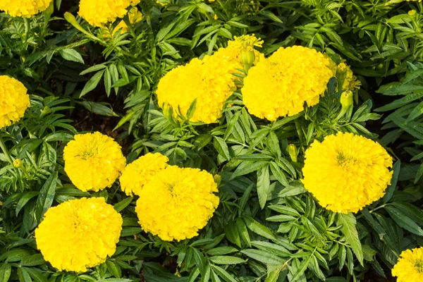 Gelbe Blume, Ringelblume — Stockfoto