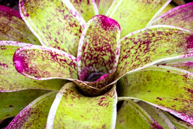 bromeliad mae fah luang Garden, DOI üzerinde bulun tung, Tayland