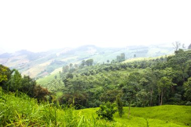 tropikal yağmur ormanları, chiang rai, Tayland