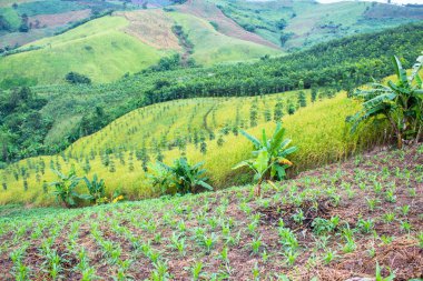 dağ, Kuzey, Tayland pirinç çiftlikte.