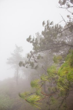 sis yoğun tropikal yağmur ormanları, phu rua (tekne tepe), Tayland
