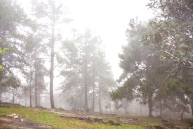 sis yoğun tropikal yağmur ormanları, phu rua (tekne tepe), Tayland