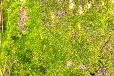 Moss, yoğun olarak bu ağaç kabuğu üzerinde büyür