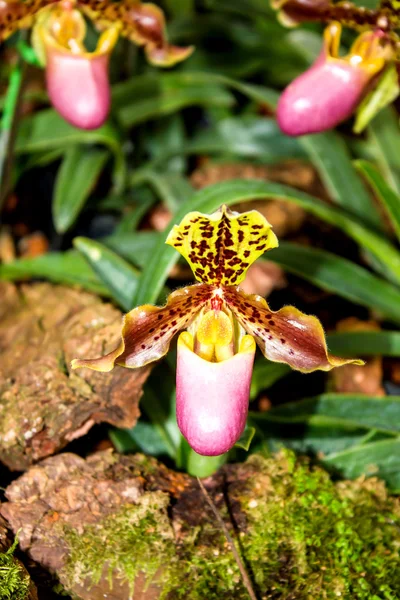 Lady s trepkou orchidej, orchidej v tropické zahradě Thajsko — Stock fotografie