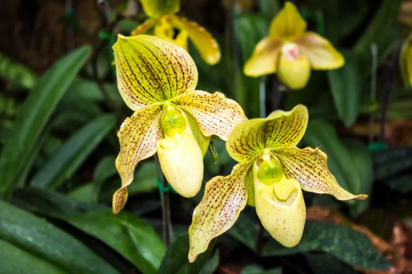 Lady s toffel orkidé, orkidé i tropiska trädgård thailand — Stockfoto
