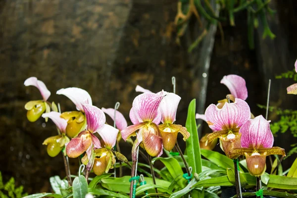 Lady s toffel orkidé, orkidé i tropiska trädgård thailand — Stockfoto