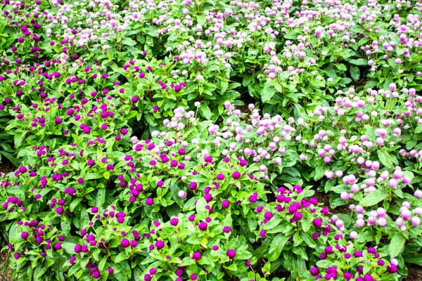 Hermosa flor en Mae Fah Luang Garden —  Fotos de Stock