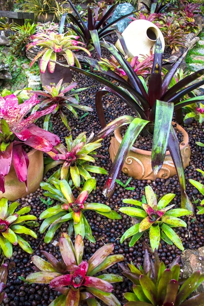 Bromeliad på Mae Fah Luang Garden, lokalisere på Doi Tung, Thailand - Stock-foto